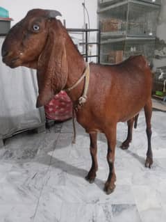 Pure Nagri 4 month Gaban  sale he o3098287558