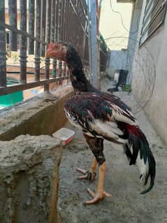 murgha aseel  for sale