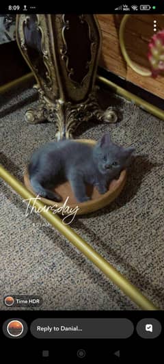 British shorthair kitten available