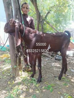 Dawanday (2 Dant) Bakray: Male Goat
