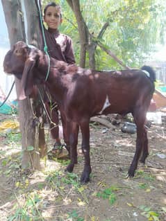 Dawanday (2 Dant) Bakray: Male Goat