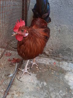 male dasi hens