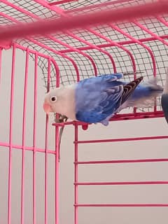 age 9 months male female confirm Hain breeding pair