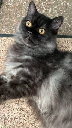 Persian