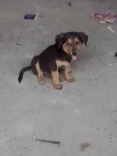 shepherd puppy for sale