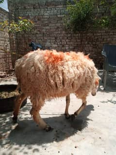 Sheeps 4 Nos.