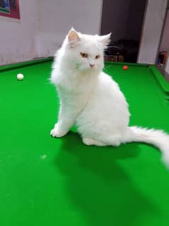 Cat white colour