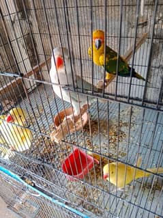 yellow ringneck