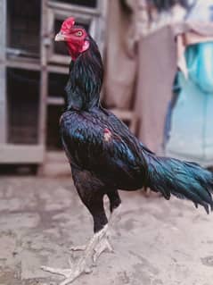 Aseel Hens Thai pakoy Aseel Thai  Aseel Hens  Murgi pakoy hen