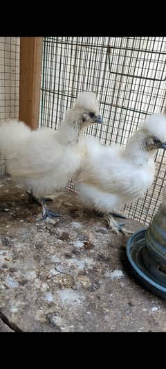 Silkie Chicks A+Quality Chicks