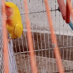 yellow love bird red eye