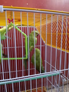 Green Ringneck