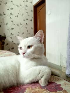 Cats for adoption