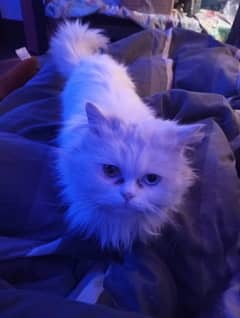 blue and yellow eyes
