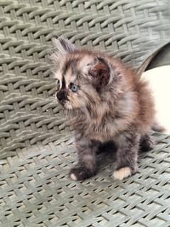 Persian Kitten
