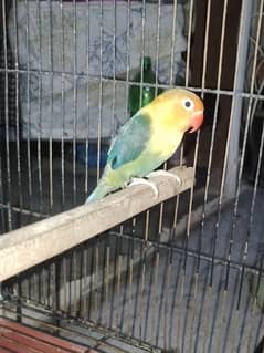 Lovebird for sale