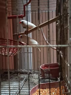 Java Finch Breeder Pair