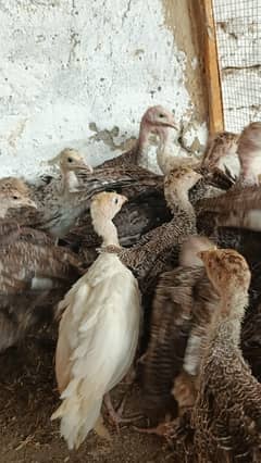 Turkey chicks