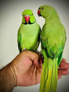 RINGNECK HANDTAME AND TALKING ADULT PAIR
