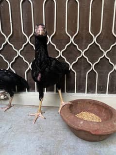 Aseel Chicks