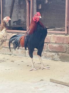 Aseel hens  or chicks available for sale