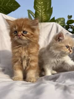 Peke face triple coat active kittens