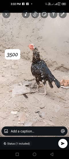 Aseel hens
