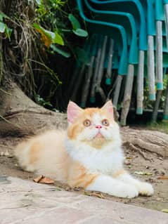 Persian Bai colour Male kitten Is up For New Home