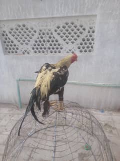 pure mianwali aseel pair ha koris ma ha tail abi pori krra03186720058