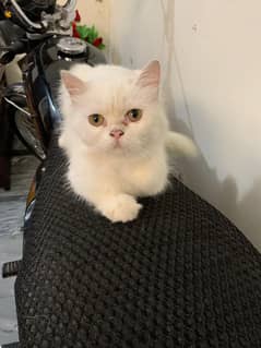 Pure White Persian Cat