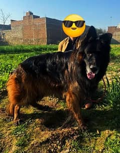 Black & ten german shepherd male available