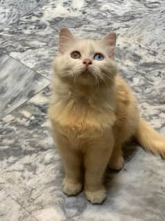Persian cat odd eyes