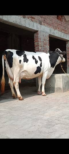 Fresian Cross Breeder Cow – 4 Years Old, 4 Teeth