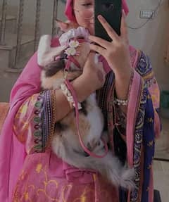 mix breed female cat with her two babys