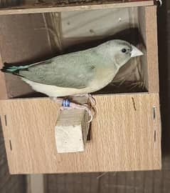 Blue Gouldian Finch Black head purple chest