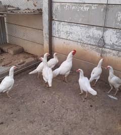 Top quality Heera eggs Available