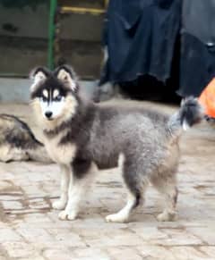 oksar