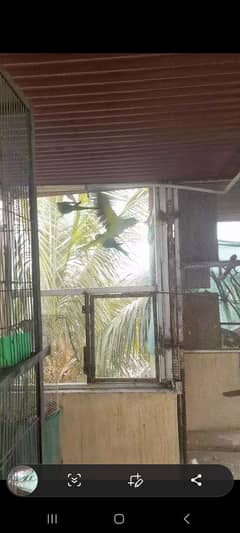 Indian Ringneck Pair