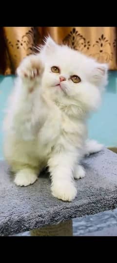 Persian kitten | triple long coated Kittens |  03407399480 WhatsApp