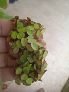 floating plants for sale