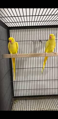 Ring neck Premium pair