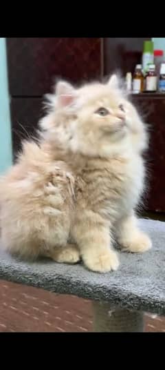 Persian kitten | triple long coated Kittens |  03407399480 WhatsApp