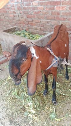 nagra Beetal Bakri |makhi cheeni Bakri | بکری |desi Bakri|milke Goat