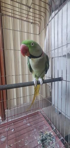 Raw Parrot ( Male ) For sale