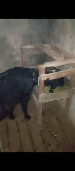 milking goat