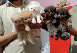 Only black available male & female 2 month age active kitten