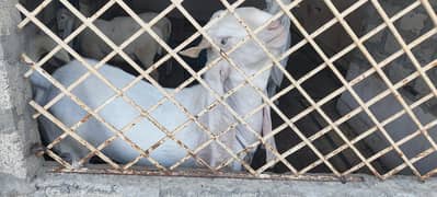 Pure Gulabi Breeder Male Goat | 2 Dant | Heavy & Active