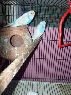 Exhibition pair