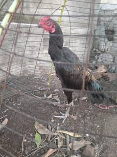 aseel