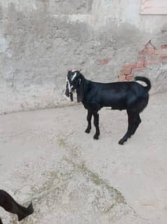 black betal pair